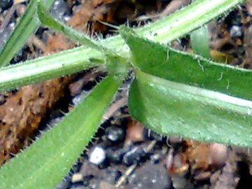 Un''altra asteracea gialla -  Picris cfr.hieracioides